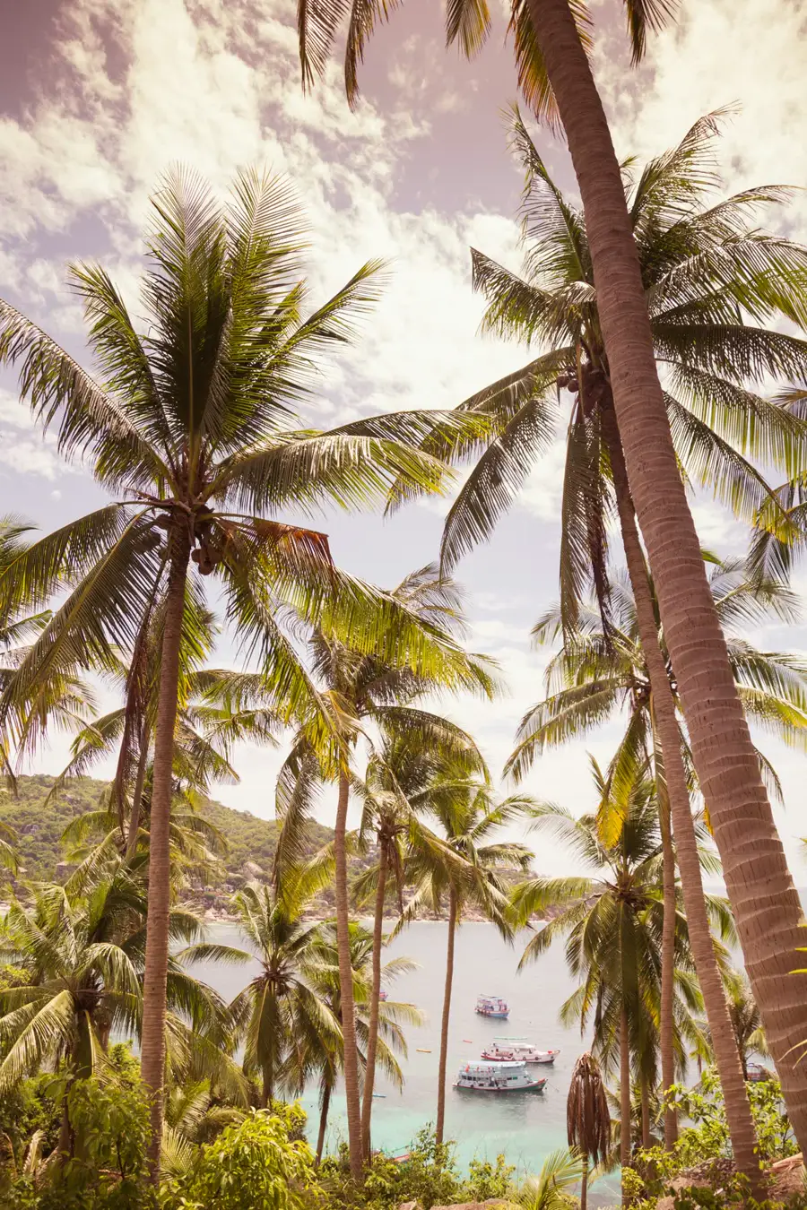 Palmeras en la ladera de LUM, Koh Tao