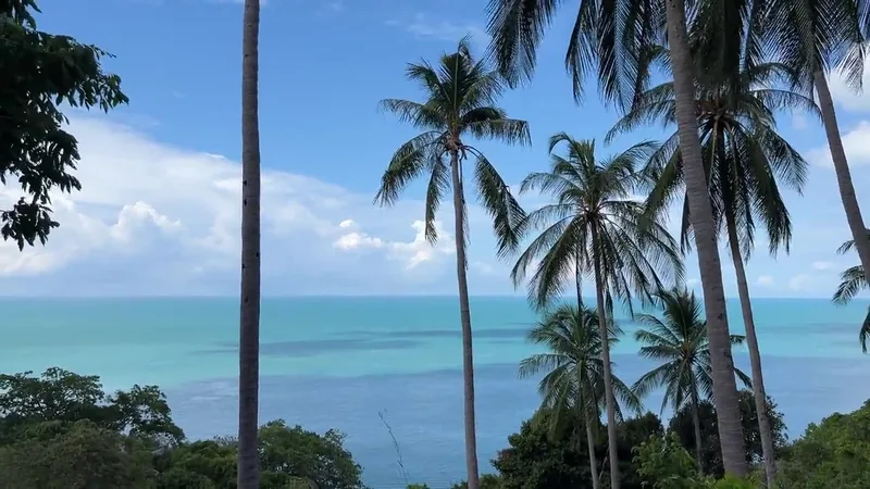 Palms and the sea from LUM's hillside, Koh Tao